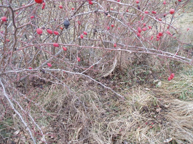 palchi raccolti